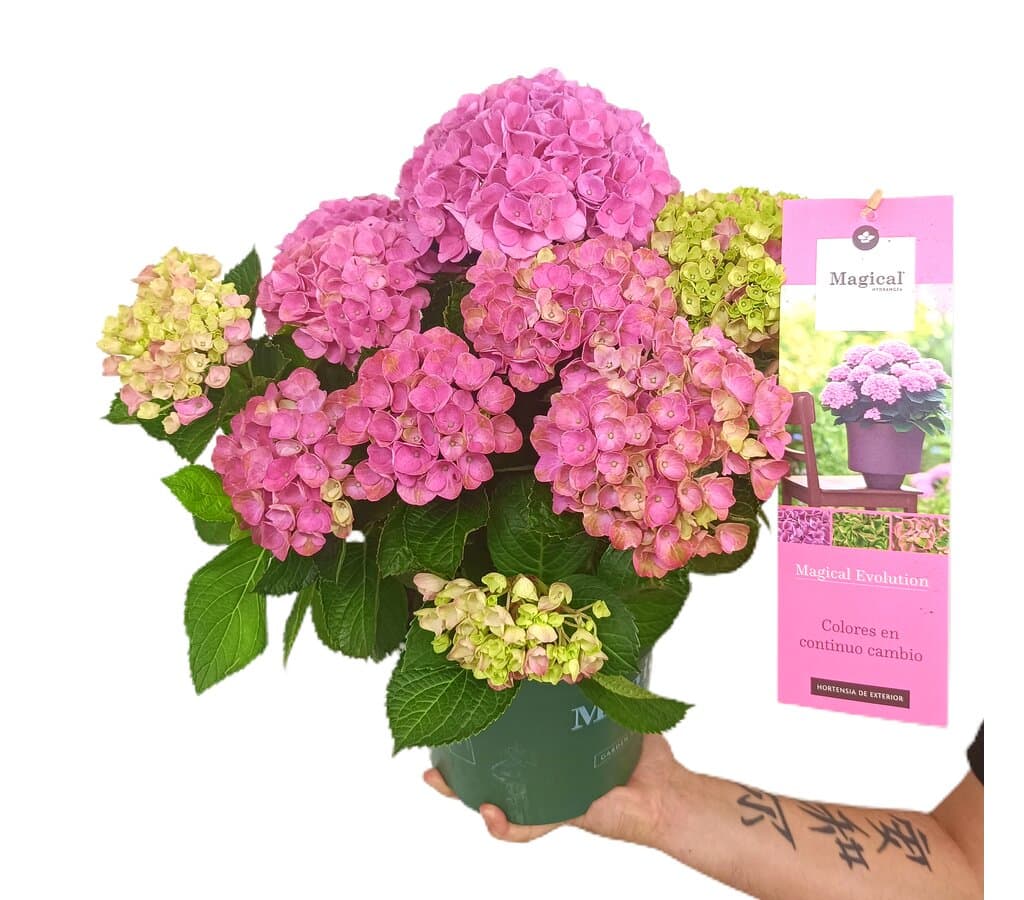 Hortensia Magical Rosa M20_0
