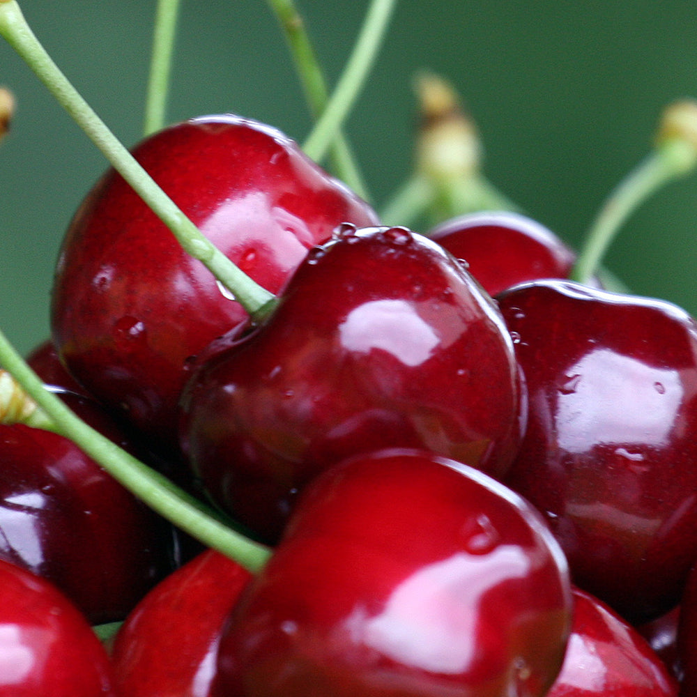 Cerezas del Bierzo. Recolectadas en los cerezos de Corullón. Caja de 2 kilos_0