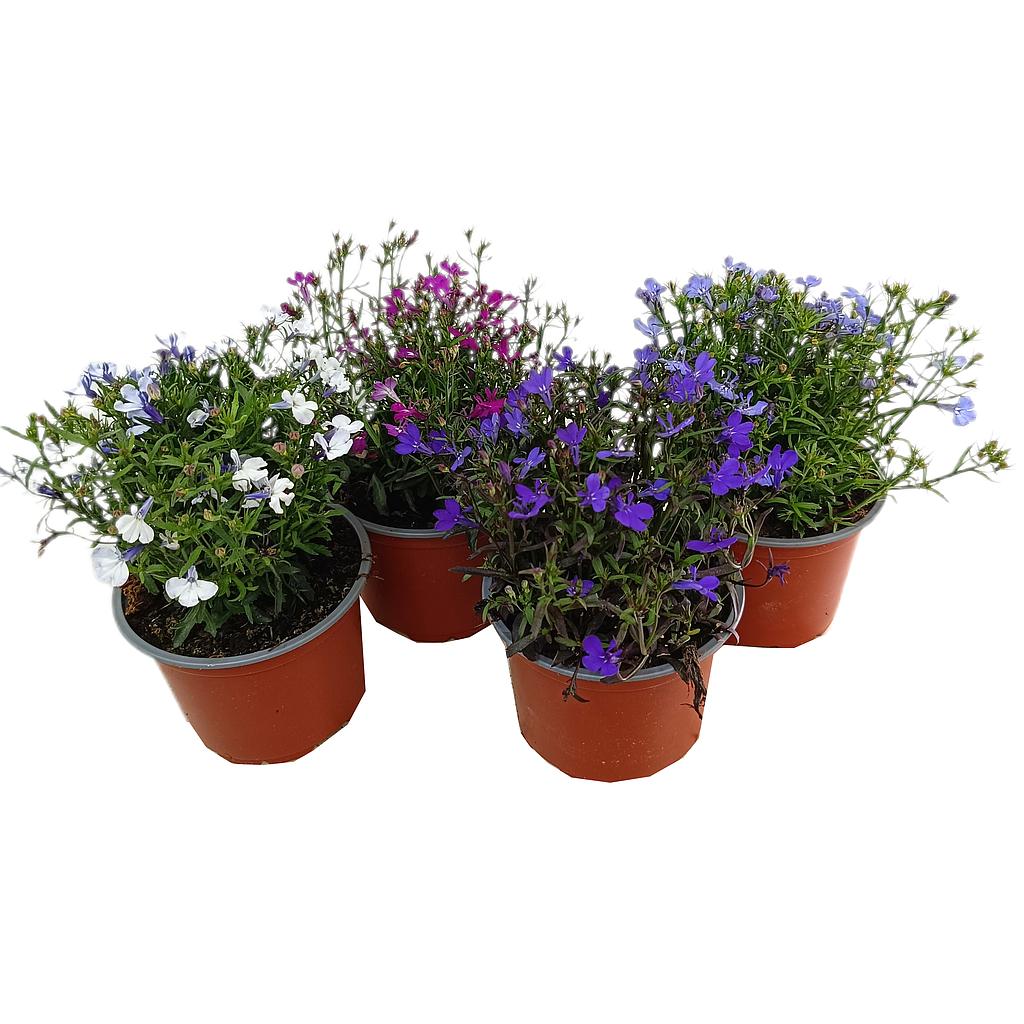 Lobelia M11_0