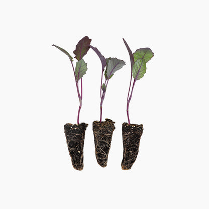 Plantón Colinabo Morado - Plantabo.