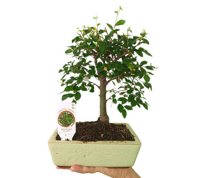 Bonsái Zelkova Parvifolia 6 Años (olmo Japonés)