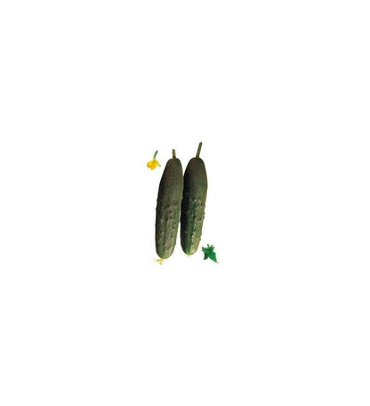 Plantón Pepino Granada F1 (10 Unidades)_3