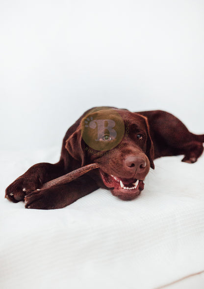 Bimordiscos Box Nature Lovers Pack De Astas Para Perros Y Cuernos Para Perros_3