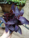 Tradescantia Purpura Morada Colgante Ø8