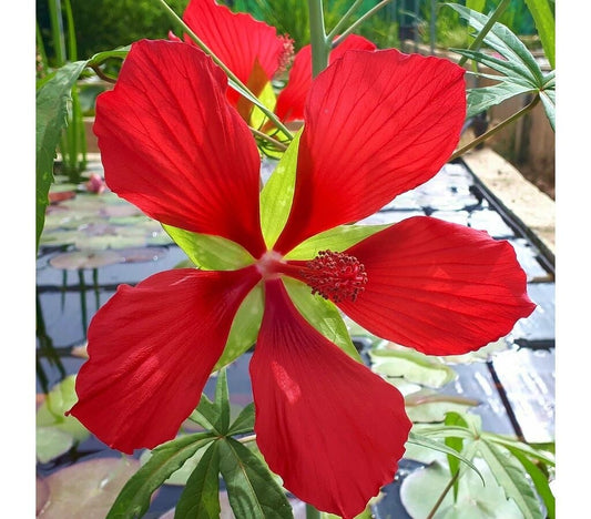 Hibiscus Coccineus_0