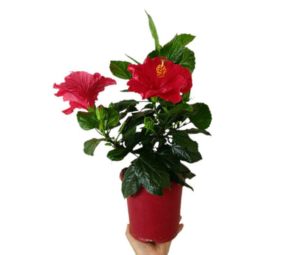 Hibiscus Rosa Sinensis M18