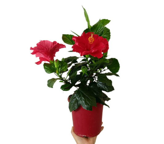 Hibiscus Rosa Sinensis M18_0