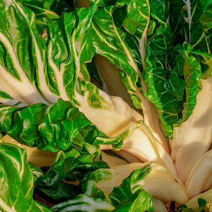 Plantón Acelga Verde - Plantabo. 10 Unidades_1