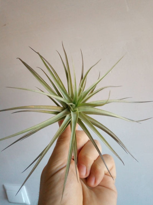 Tillandsia Aeranthos Clavel Del Aire Planta Aerea