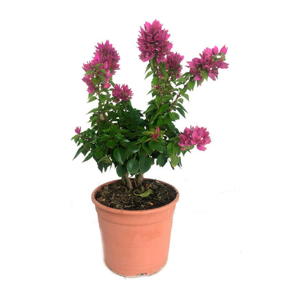 Bouganvillea Mini Tay M22 60cm_0