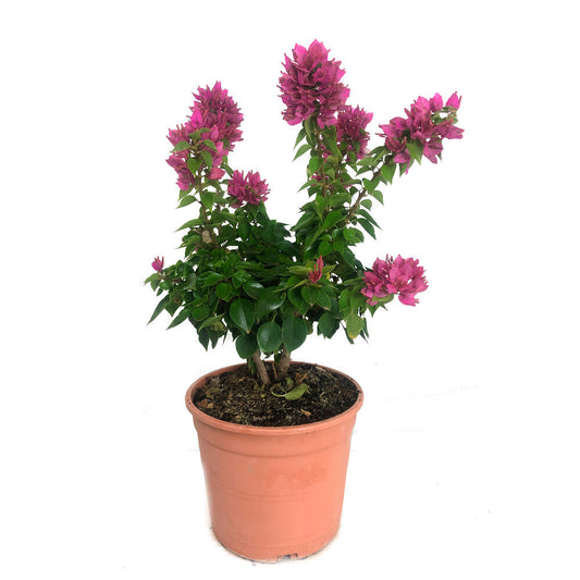 Bouganvillea Mini Tay M22 60cm_0