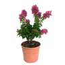 Bouganvillea Mini Tay M22  60cm