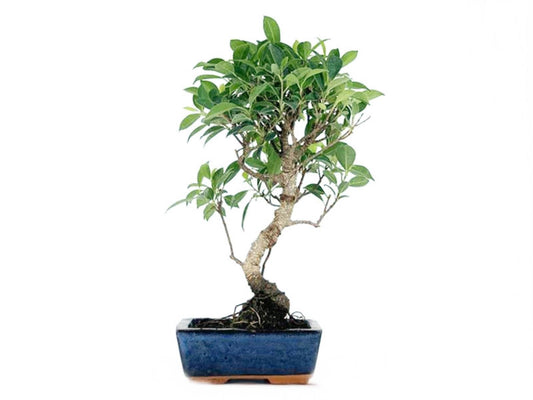 Bonsai Ficus Retusa Tiger Bark - 6 Años_0