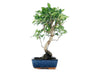 Bonsai Ficus Retusa Tiger Bark - 6 Años