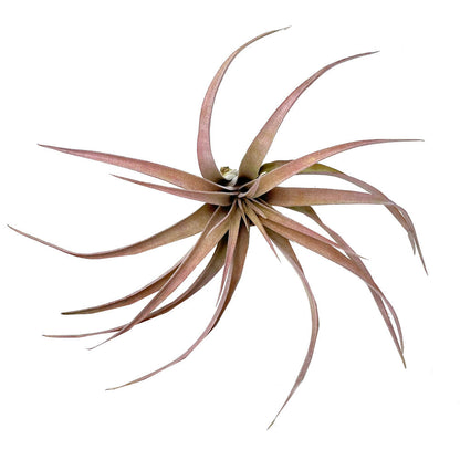 Tillandsia Capitata Peach 12cm Largo X 12 Cm Ancho_2