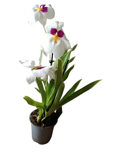 Orquidea Miltinopsis De Color Surtido Ø9 - 45 Cm  SIN FLOR ACTIVA_2