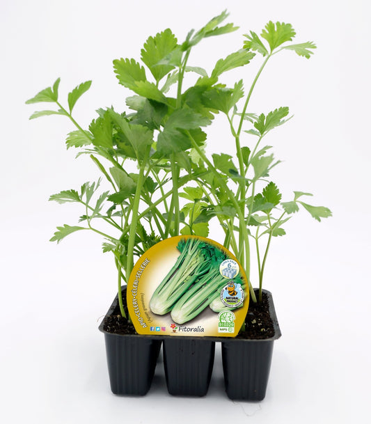 Pack Plantones Apio 6 Ud. Natural - Fitoralia