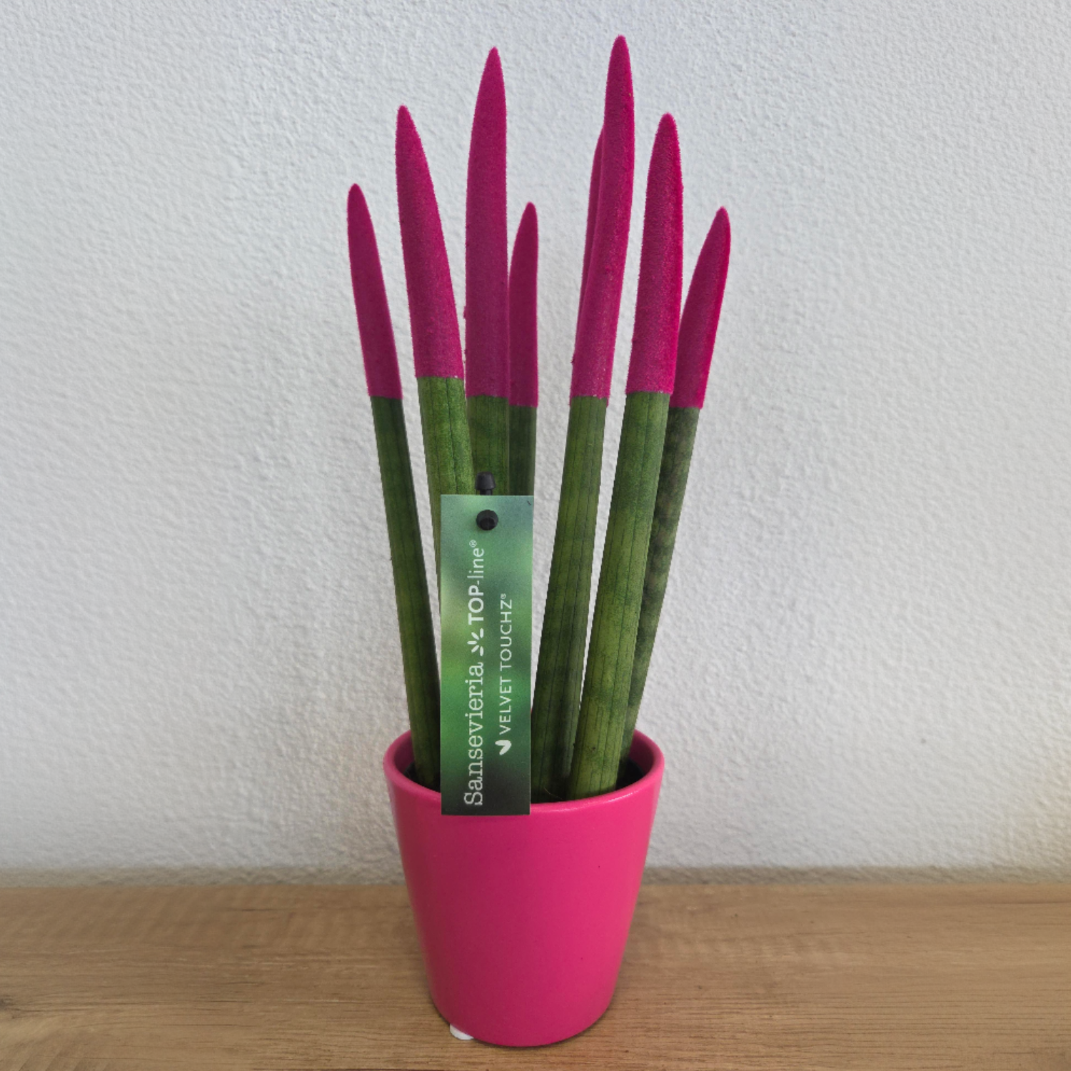 Lengua De Suegra Cilíndrica - Sansevieria Cylindrica - Altura 20-40cm - ⌀9cm