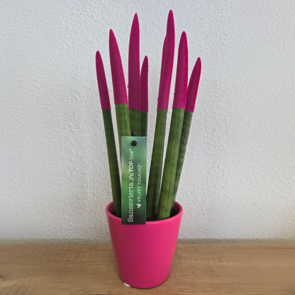 Lengua De Suegra Cilíndrica - Sansevieria Cylindrica - Altura 20-40cm - ⌀9cm
