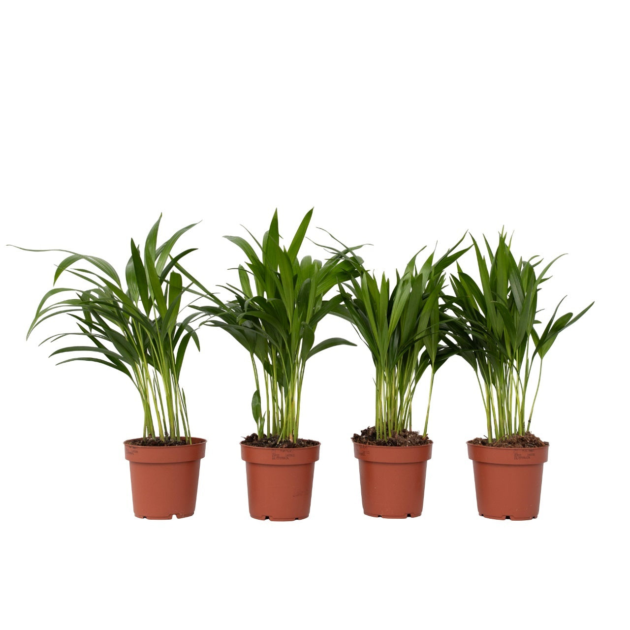 Palma Areca - 4 Pzs - Dypsis Lutescens - Altura 30-45cm - ⌀12cm_0