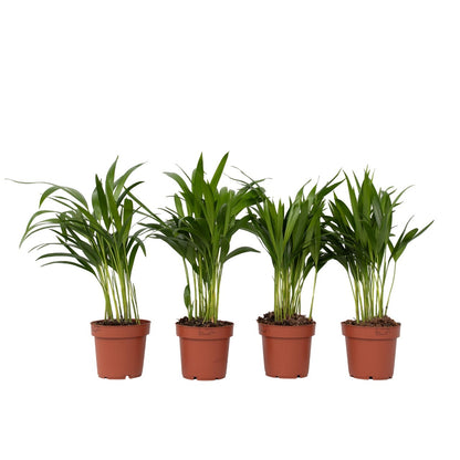 Palma Areca - 4 Pzs - Dypsis Lutescens - Altura 30-45cm - ⌀12cm_0