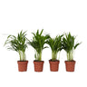 Palma Areca - 4 Pzs - Dypsis Lutescens - Altura 30-45cm - ⌀12cm