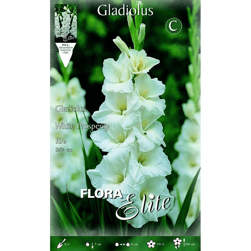 Bulbo Gladiolo blanco puro 10 uds