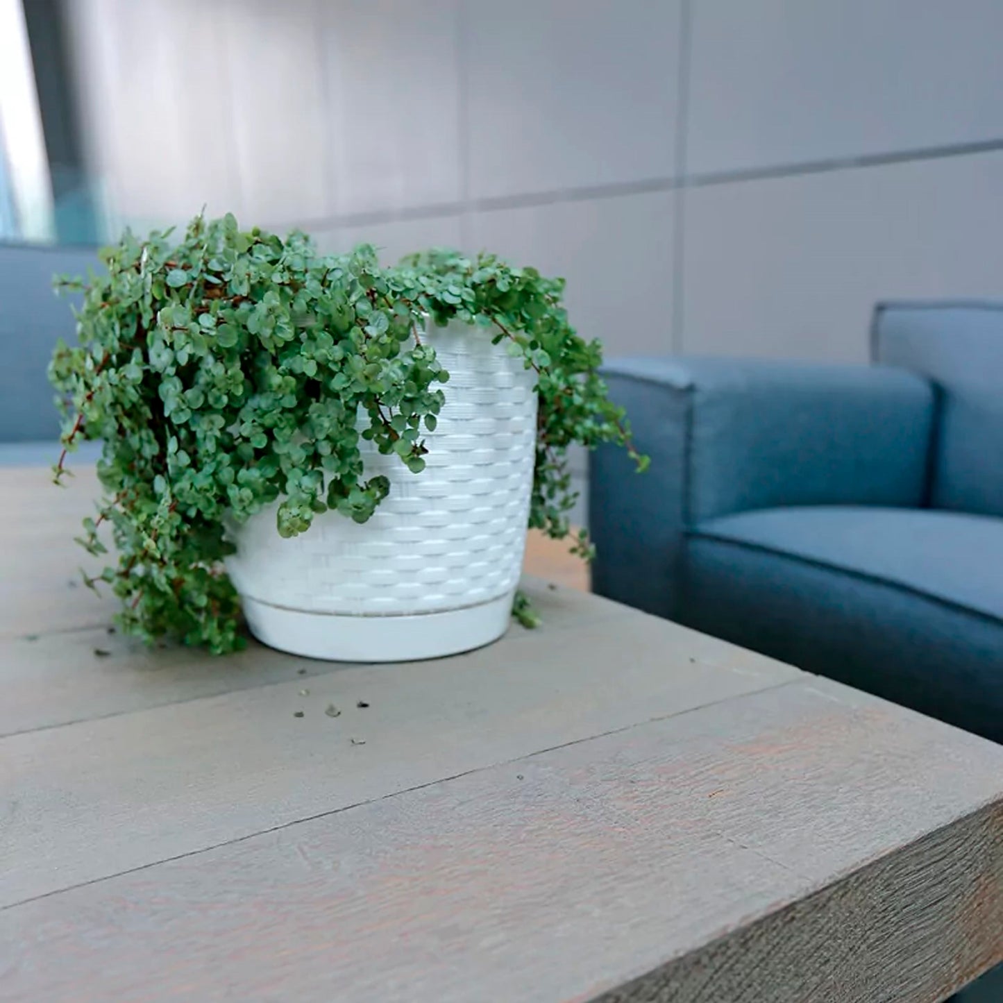 Maceta Ratolla Round 2l., Dimensiones (mm) 165x165x142, Color Blanco_4