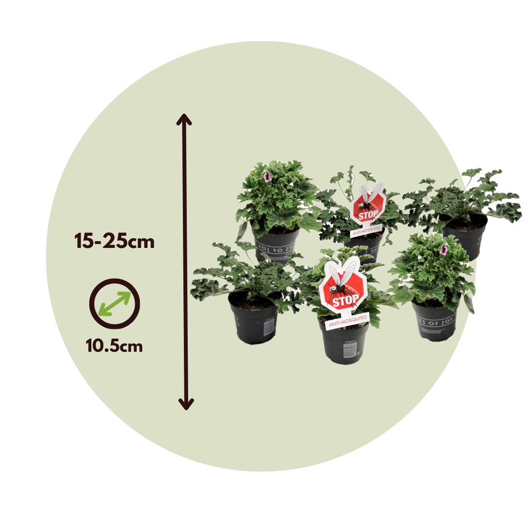 Geranio Real - 6 Pzs - Pelargonium - Altura 15-25cm - ⌀105cm_2