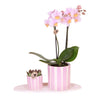 Set De Regalo Orquídea 'pink S' - Phalaenopsis - Altura 30cm