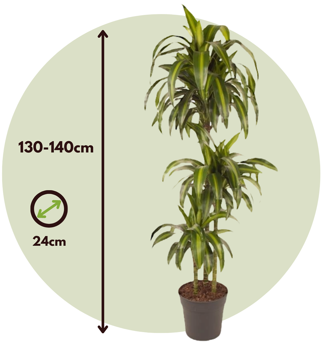 Drácena - Dracaena Surculosa 'hawaiian Sunshine' - Altura 130-140cm - ⌀24cm_2