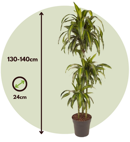 Drácena - Dracaena Surculosa 'hawaiian Sunshine' - Altura 130-140cm - ⌀24cm_2