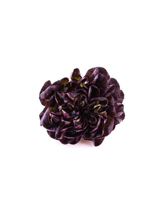 Lechuga Bio Hoja Roble Rojo - Pieza_0