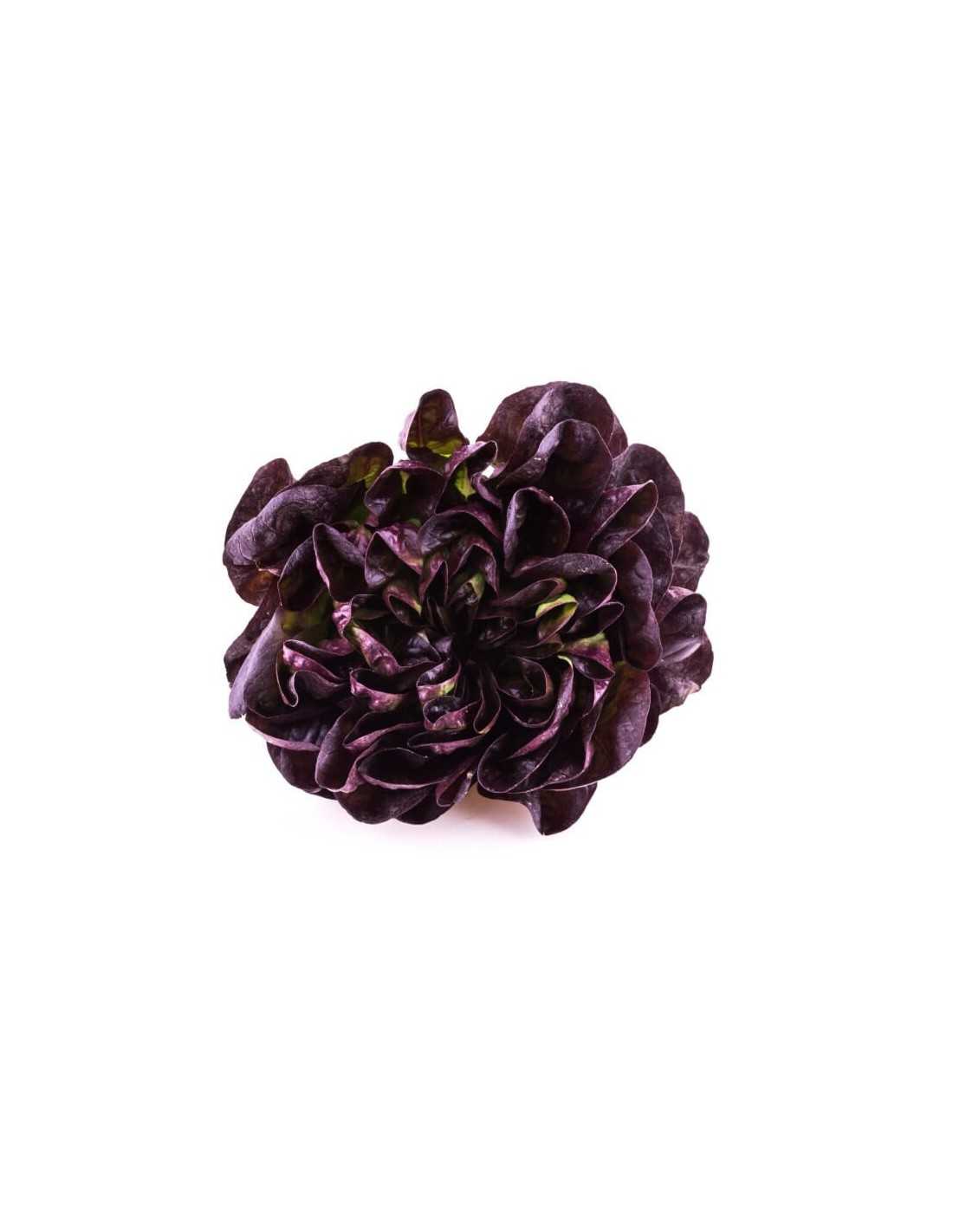 Lechuga Bio Hoja Roble Rojo - Pieza