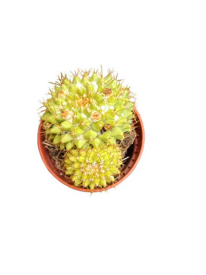 Cactus Surtido Aleatorio ☼ Planta Pequeña Ø5 Venta Por Unidad_5