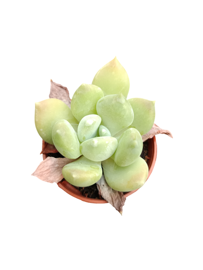 Planta suculenta  ☼ surtida aleatoria pequeña Ø5 VENTA POR UNIDAD