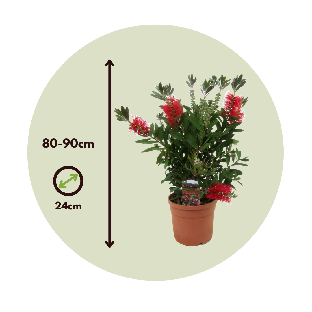 Limpiatubos - Callistemon Citrinus 'splendens' - Altura 80-90cm - ⌀24cm_2