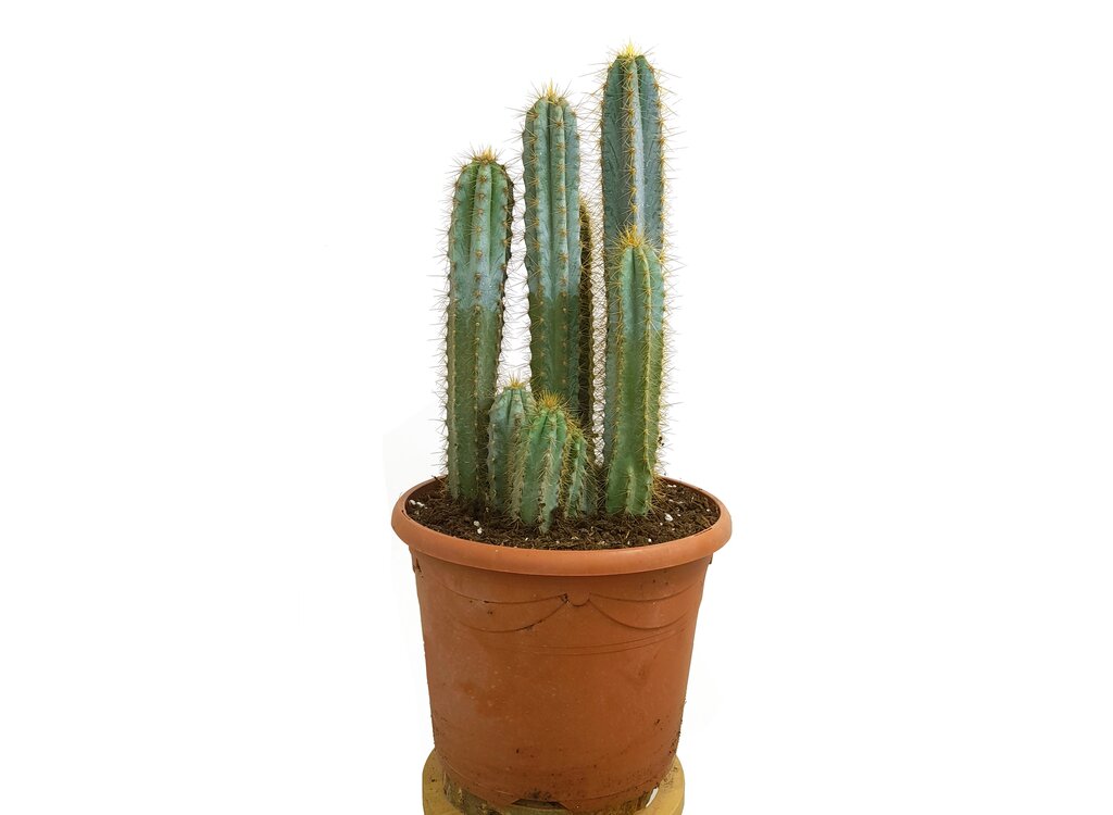 Pilosocereus Azureocereus M25 50cm_0