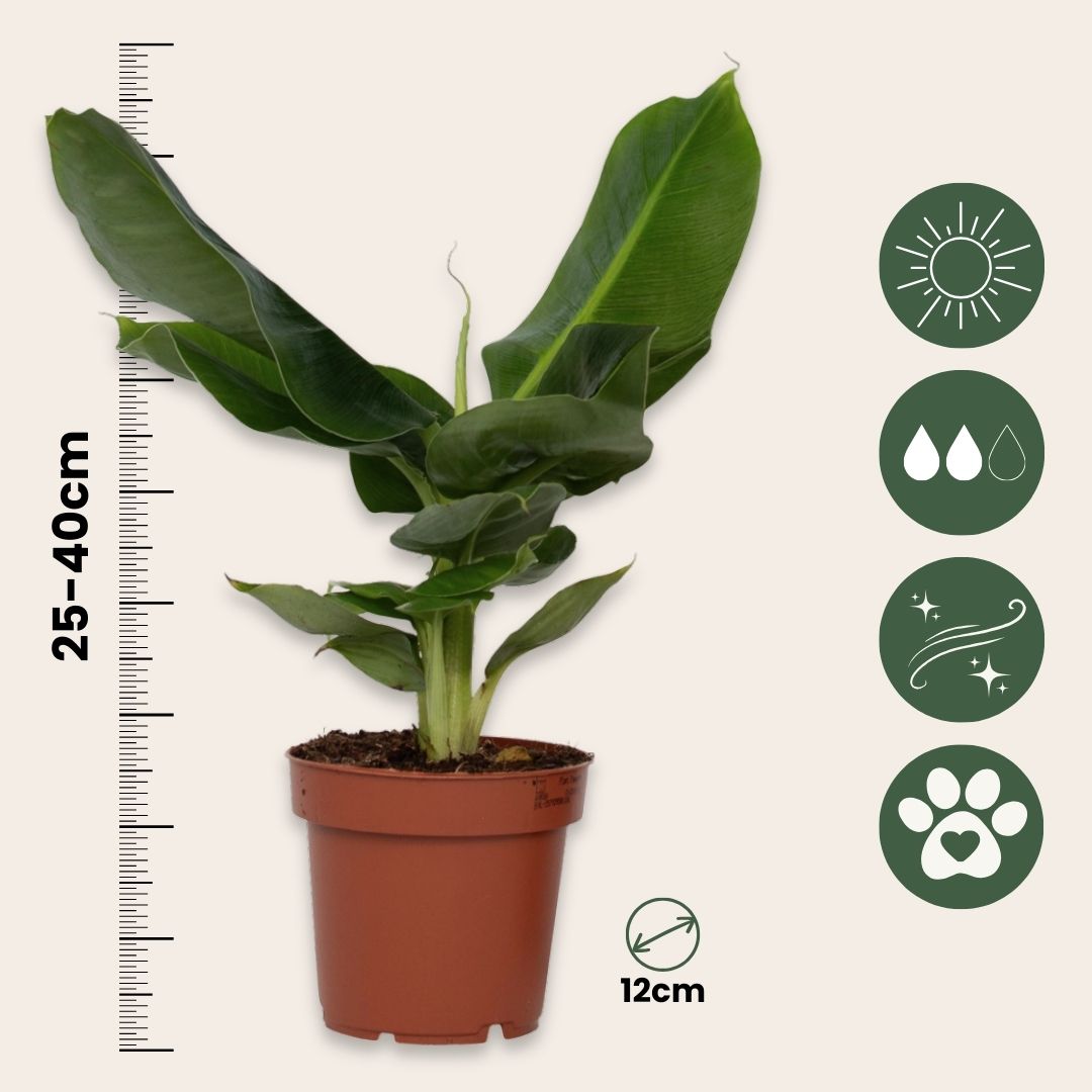 Plátano Enano - 4 Pzs - Musa 'oriental Dwarf' - Altura 25-40cm - ⌀12cm_2