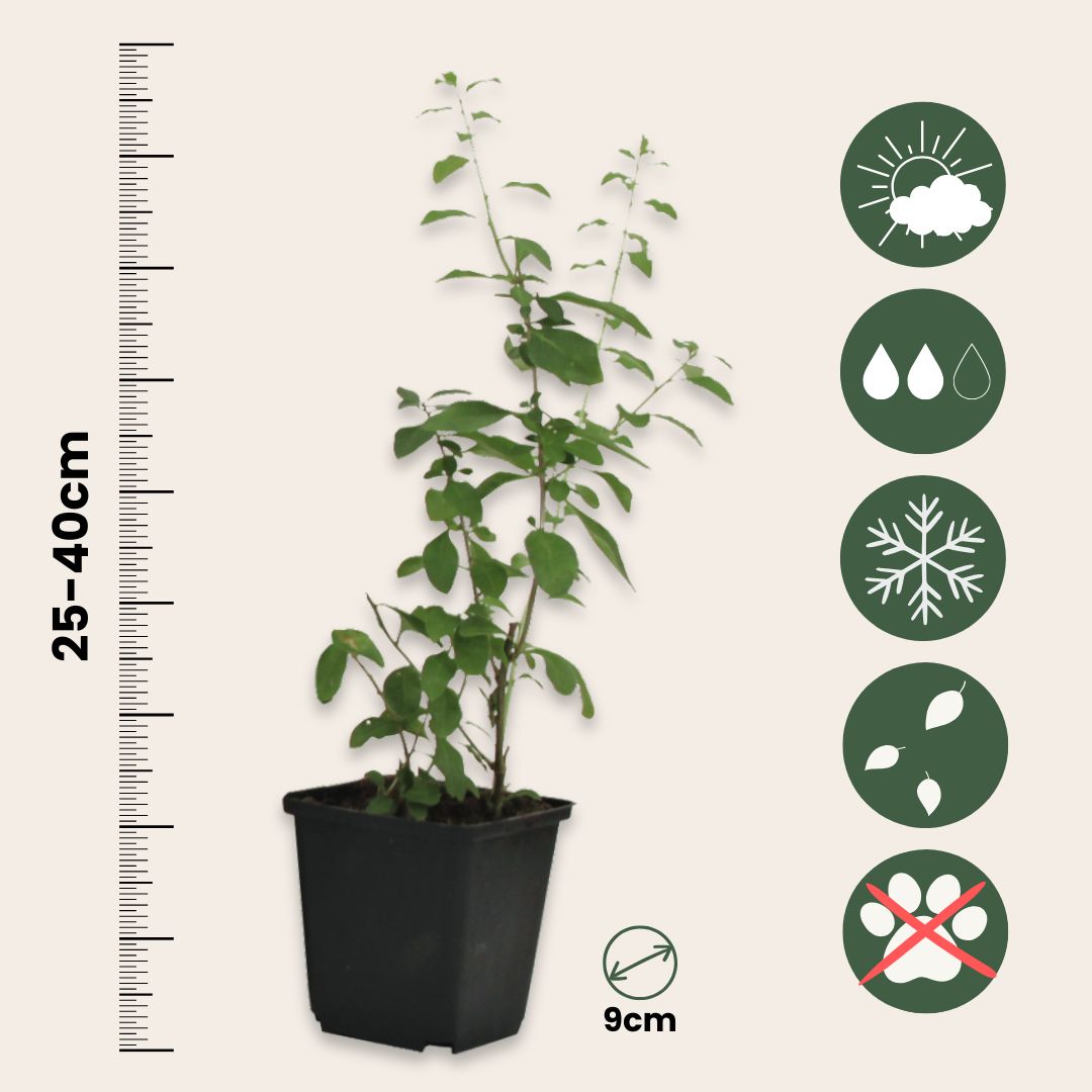 Bayas De Goji - 6 Pzs - Lycium Barbarum - Altura 25-40cm - ⌀9cm_2