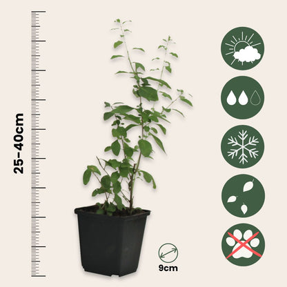 Bayas De Goji - 3 Pzs - Lycium Barbarum - Altura 25-40cm - ⌀9cm