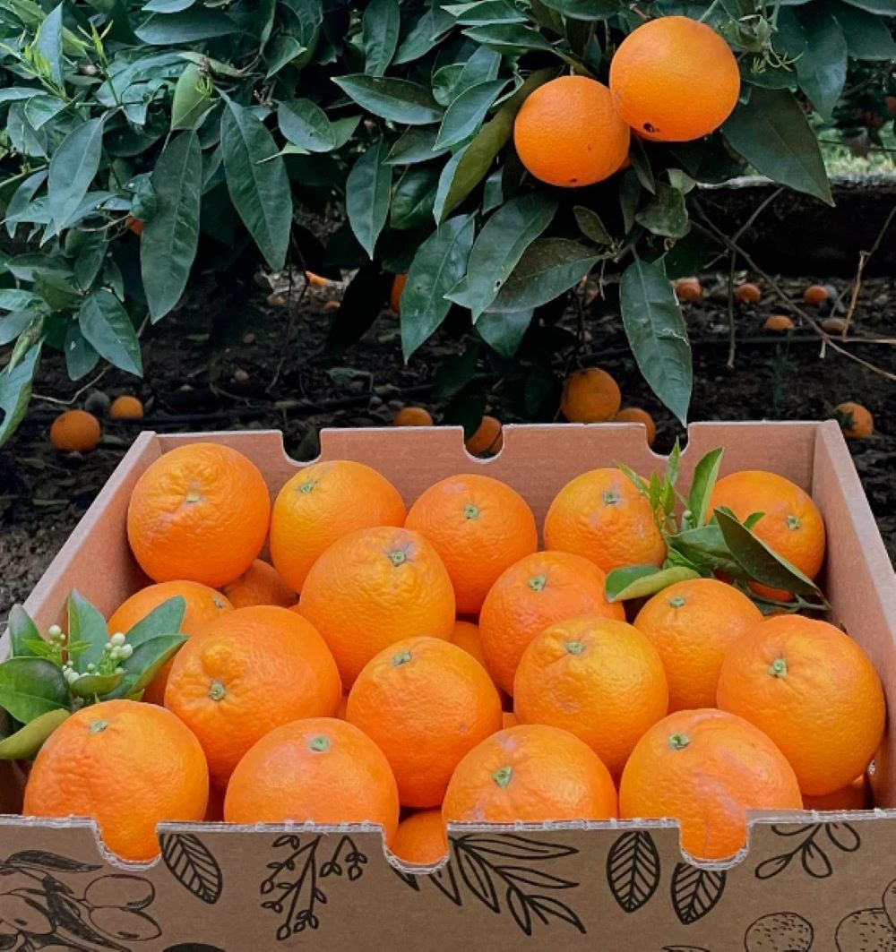 Caja De Naranjas Valencianas Frescas Tropitop 15kg_1