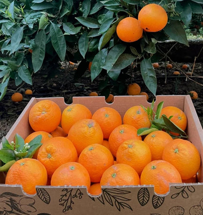 Caja De Naranjas Valencianas Frescas Tropitop 9kg