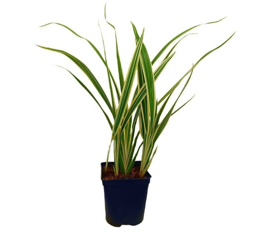 Dianella Tasmanica Variegata M16_0