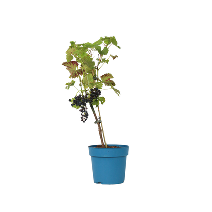 Planta De Uva - Vitis Vinifera ‘nero’ - Altura 60-75cm - ⌀21cm