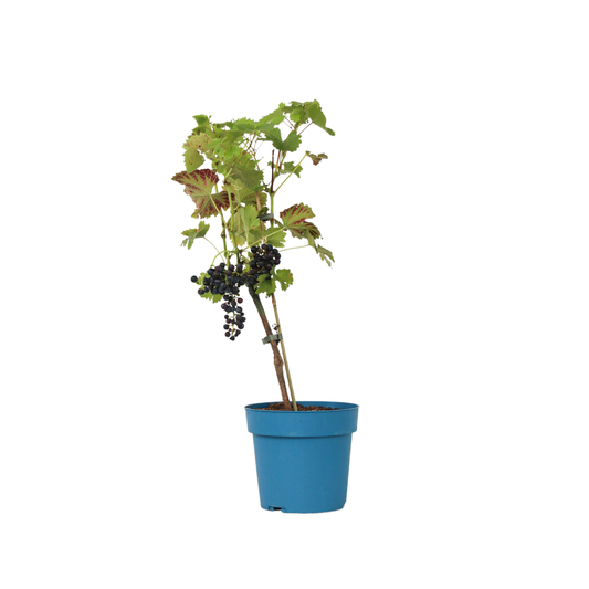 Planta De Uva - Vitis Vinifera ‘nero’ - Altura 60-75cm - ⌀21cm