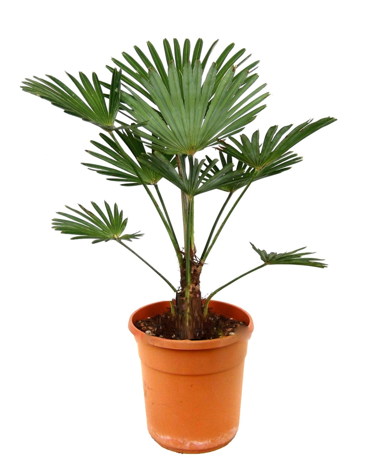 Palma De China - Trachycarpus 'wagnerianus' - Altura 55-65cm - ⌀24cm_0