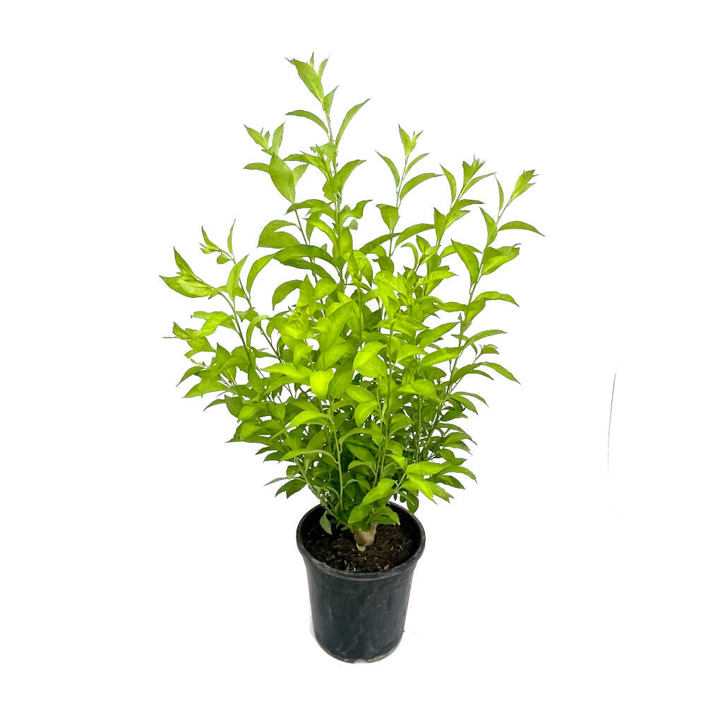 Galan De Noche M25 90cm (cestrum Nocturnum)_0