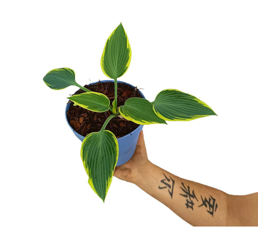 Hosta M17 30cm_0