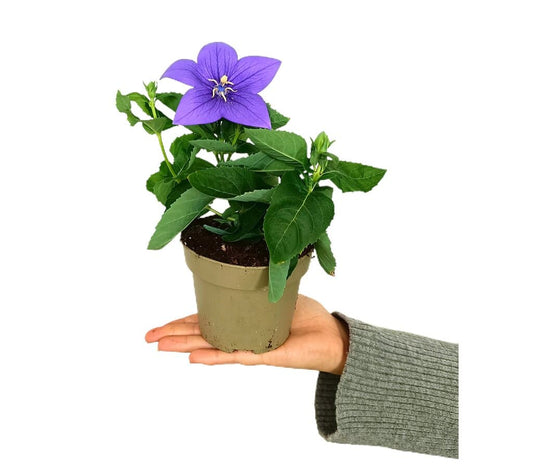 Platycodon Astra Azul M12_0